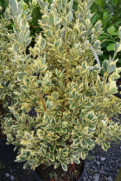 EUONYMUS JAP. BRAVO