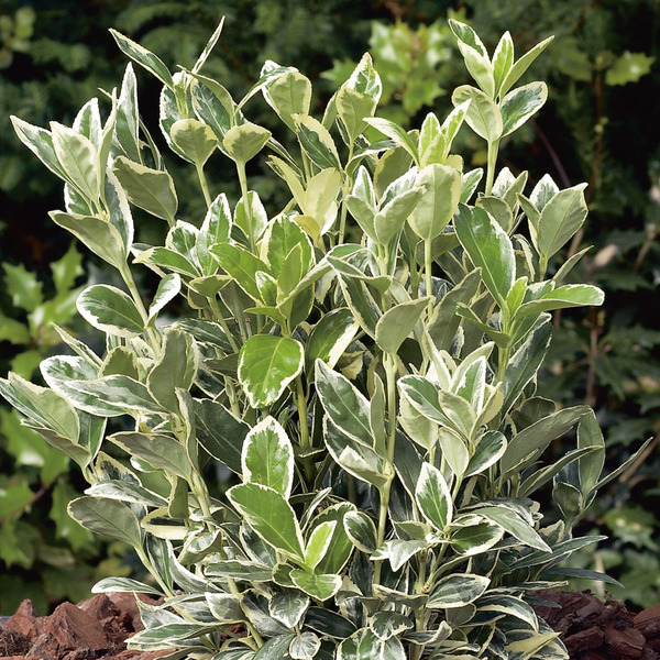 EUONYMUS JAP. BRAVO