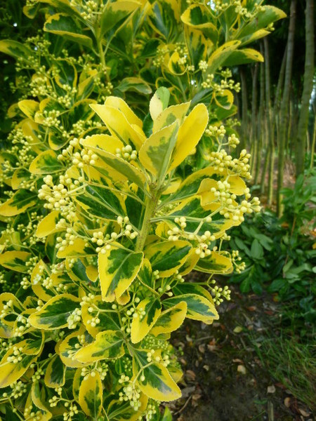 EUONYMUS JAP. ELEGANT. AUREUS