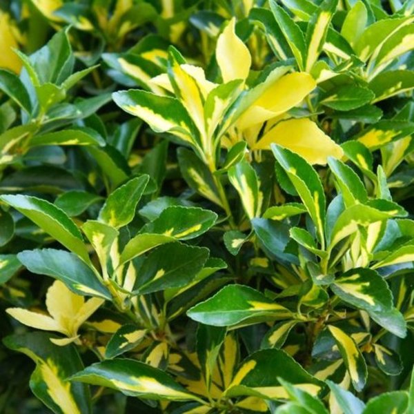 EUONYMUS JAP. LIVORNESE