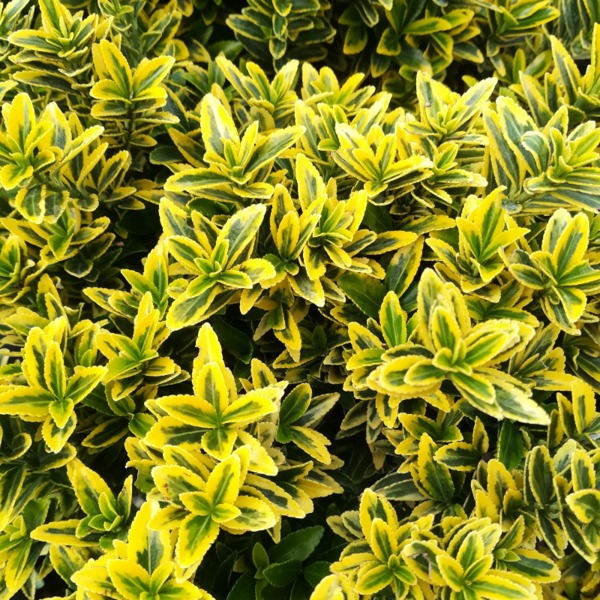 EUONYMUS JAP. MICR. AUREUS