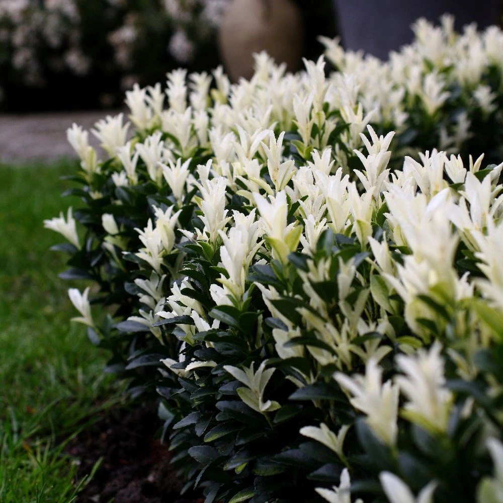 EUONYMUS JAP. PALOMA BLANCA