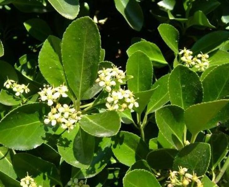 EUONYMUS JAPONICUS