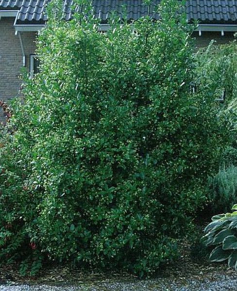 EUONYMUS JAPONICUS