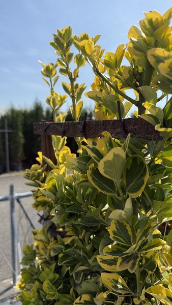 EUONYMUS JAPONICUS AUREA