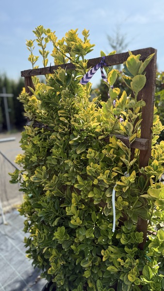 EUONYMUS JAP. AUREUS