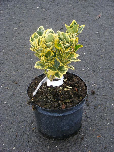 EUONYMUS JAP. AUREOMARGINATUS