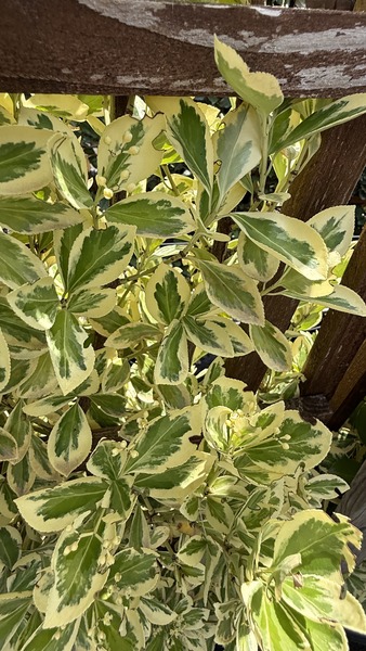 EUONYMUS JAP. AUREUS