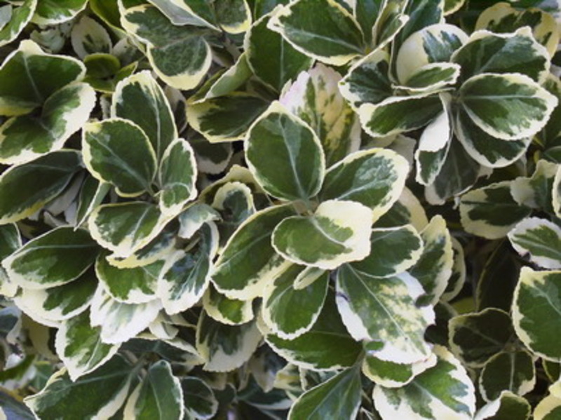 EUONYMUS JAP. PRESID. GAUTHIER