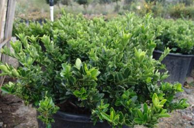 EUONYMUS MICROPHYLLUS