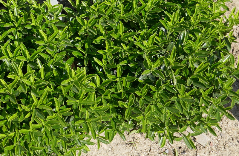EUONYMUS MICROPHYLLUS