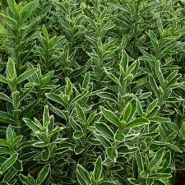 EUONYMUS MICROPHYLLUS