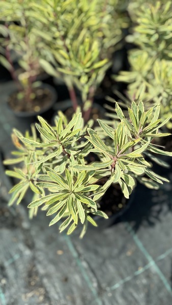 EUPHORBIA AMY. ASCOT RAINBOW