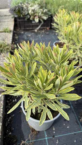EUPHORBIA AMY. ASCOT RAINBOW