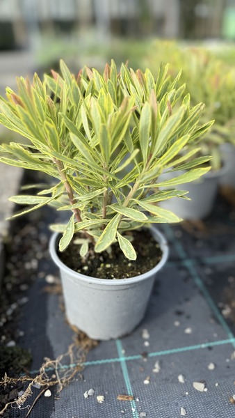 EUPHORBIA AMY. ASCOT RAINBOW