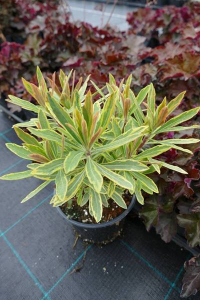 EUPHORBIA AMYGDALOID. ASCOT RA