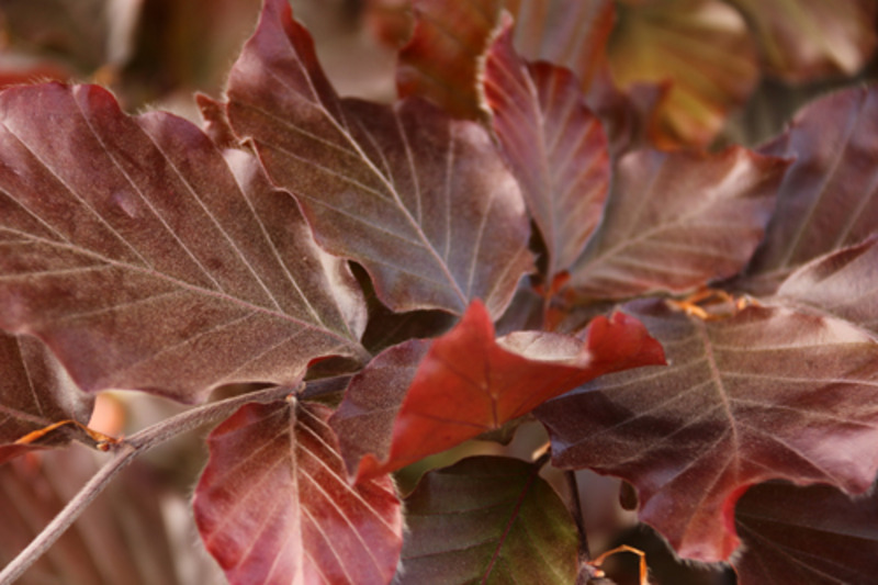 FAGUS SYLVATICA ROHAN OBELISK