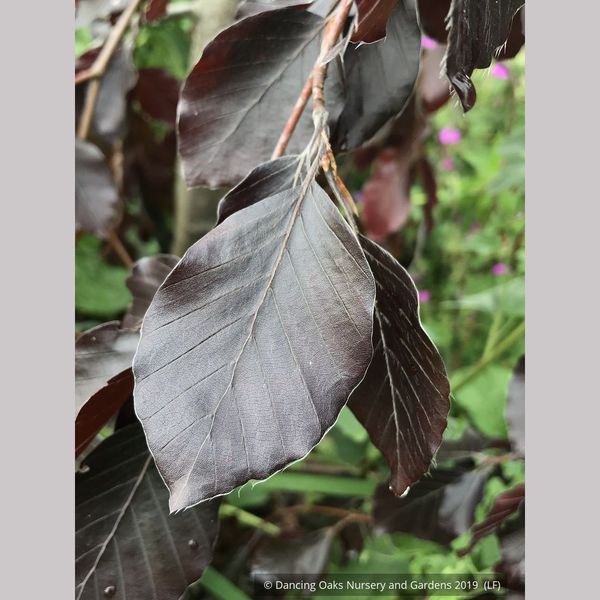 FAGUS SYLVATICA BLACK SWAN