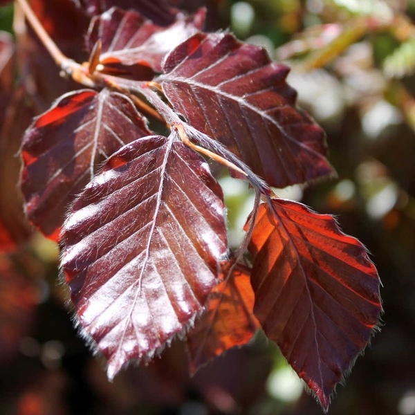 FAGUS SYLVATICA ATROPUNICEA