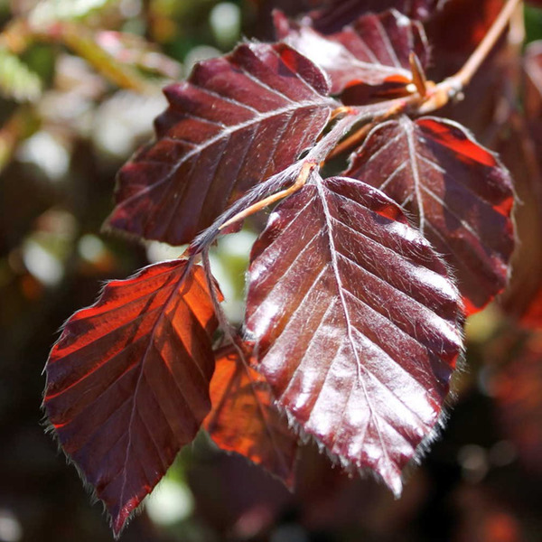 FAGUS SYLVATICA ATROPUNICEA