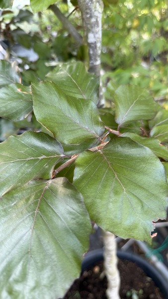 FAGUS SYLVATICA ATROPUNICEA