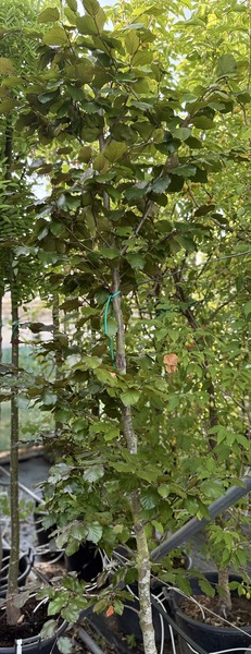 FAGUS SYLVATICA ATROPUNICEA