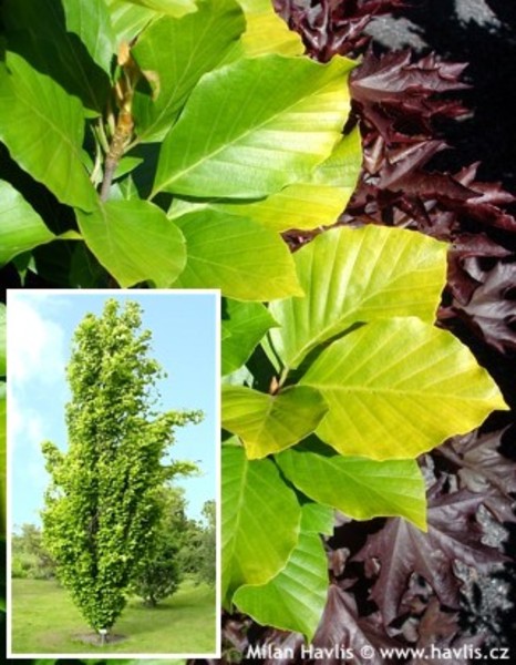 FAGUS SYLVATICA DAWICK GOLD