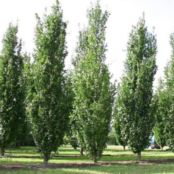 FAGUS SYLVATICA DAWYCK