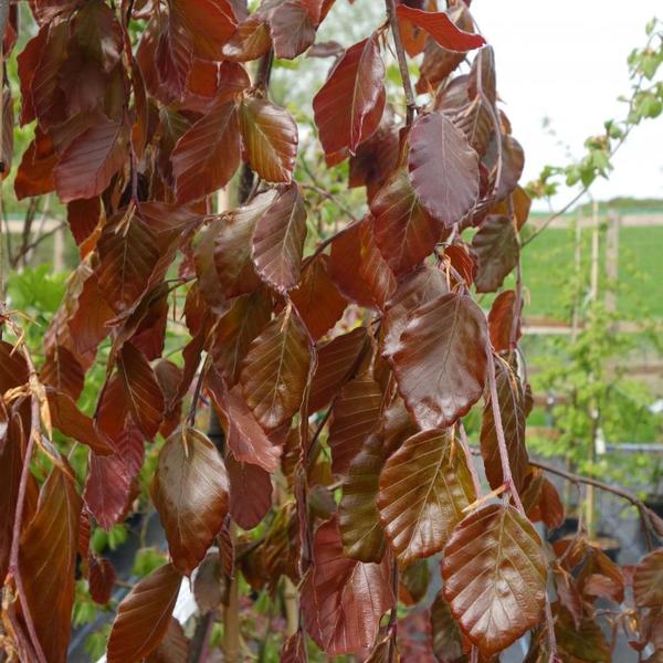 FAGUS SYLVATICA PURPLE FOUNT.