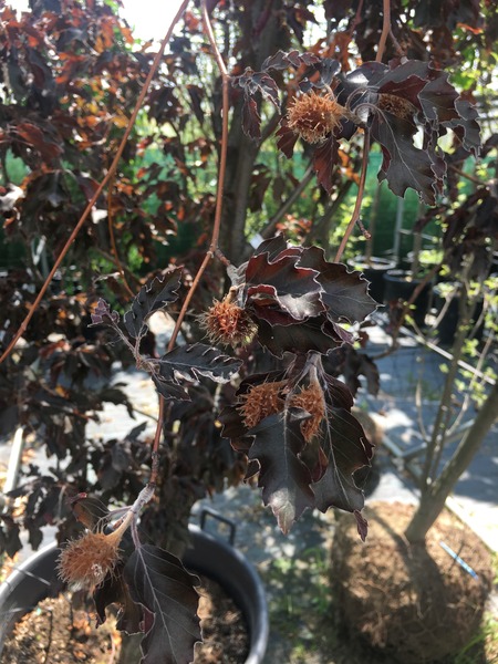 FAGUS SYLVATICA ROHANII