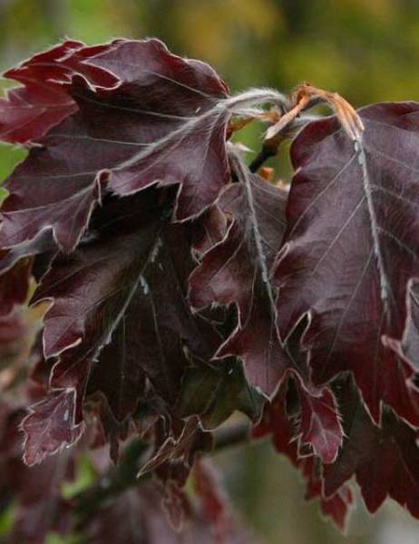 FAGUS SYLVATICA ROHANII