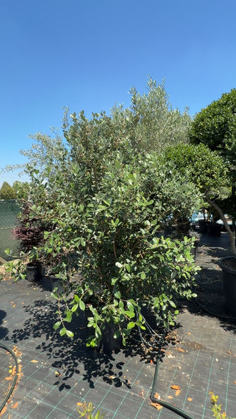 FEIJOA SELLOWIANA