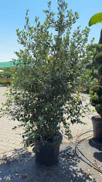 FEIJOA SELLOWIANA