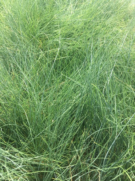 FESTUCA GLAUCA