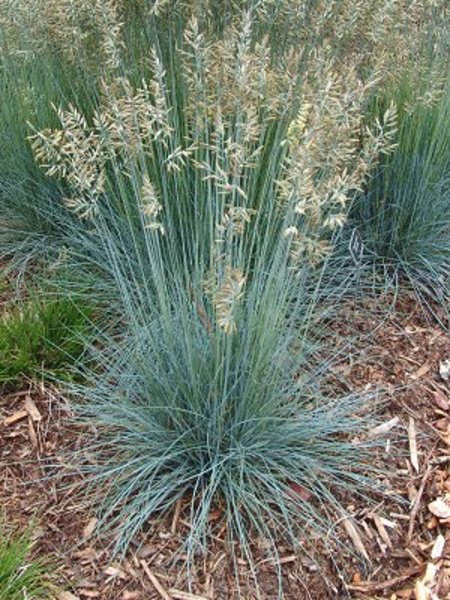 FESTUCA GLAUCA