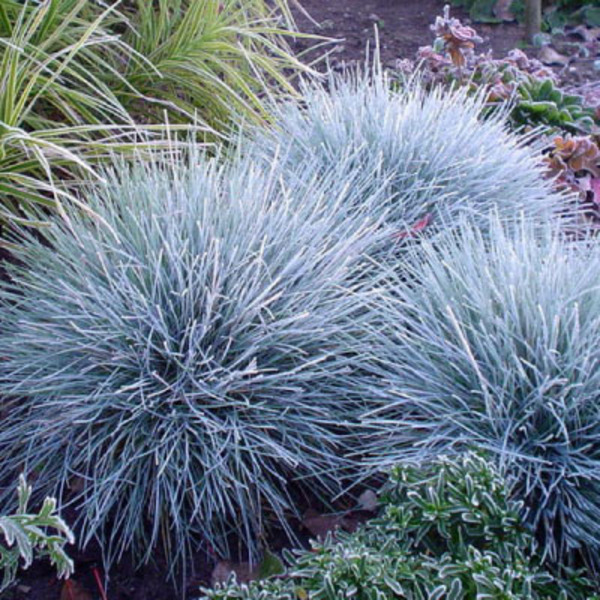 FESTUCA GLAUCA ELIJAH BLUE