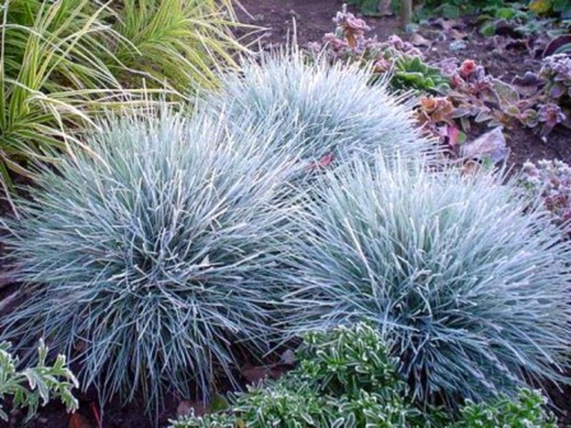 FESTUCA GLAUCA