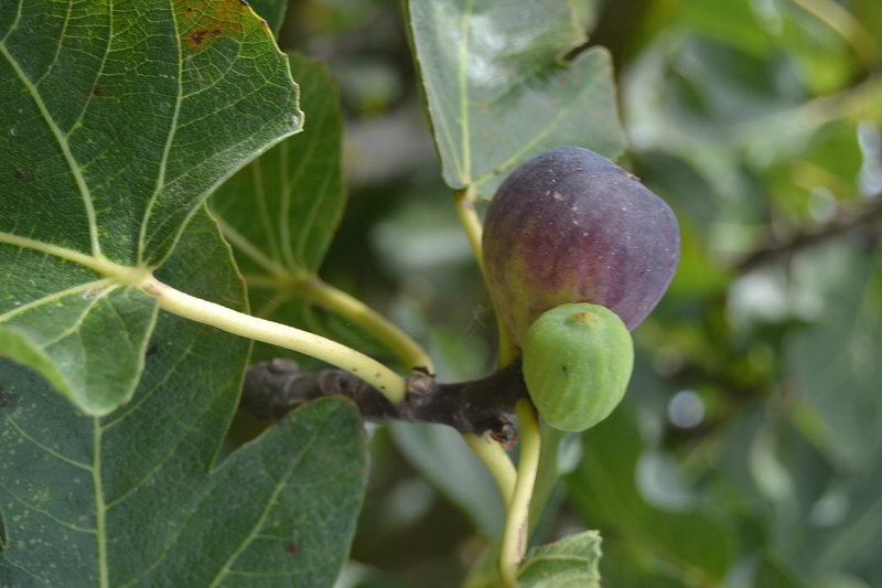 FICUS CARICA