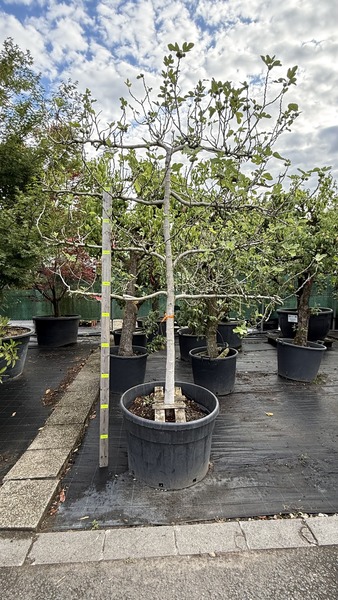 FICUS CARICA