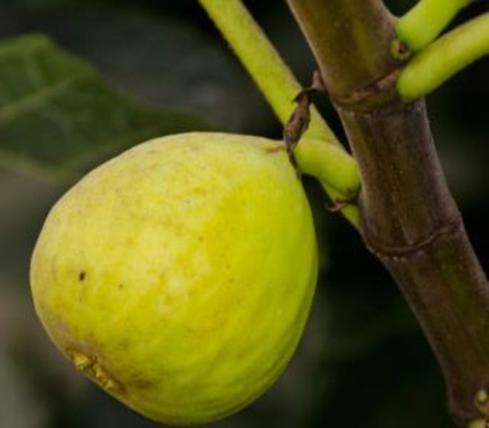 FICUS CARICA PEDRO