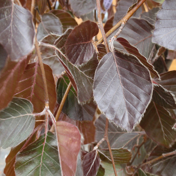 FAGUS SYLVATICA PURPLE FOUNT.