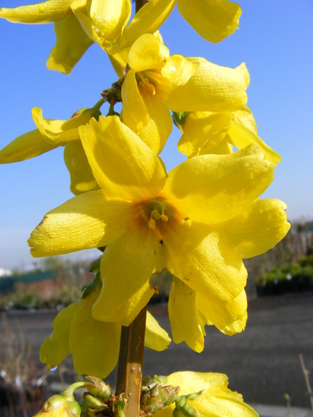 FORSYTHIA INT. GOLDRAUSCH