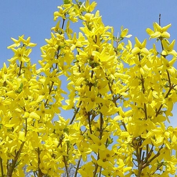 FORSYTHIA INT. LYNWOOD