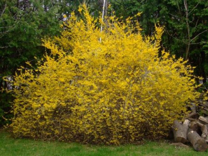 FORSYTHIA INTERMEDIA