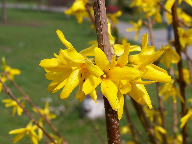 FORSYTHIA INTERMEDIA