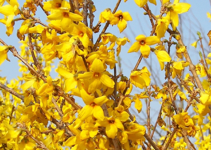 FORSYTHIA INT. GOLDZAUBER