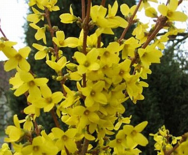 FORSYTHIA INT. GOLDZAUBER