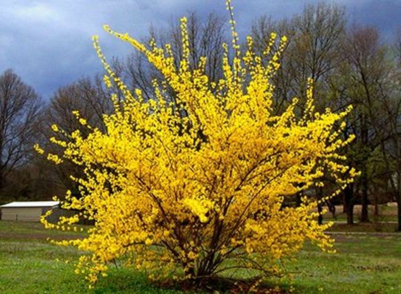 FORSYTHIA INT. LYNWOOD