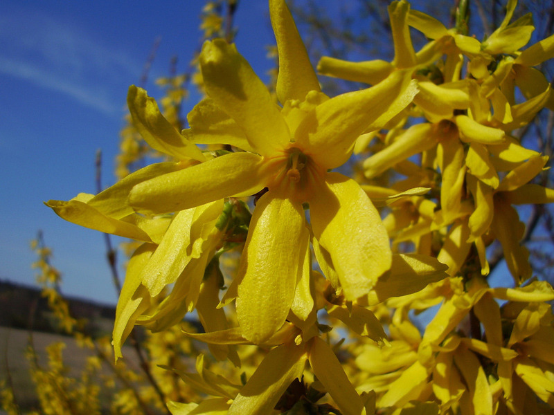 FORSYTHIA INT. LYNWOOD
