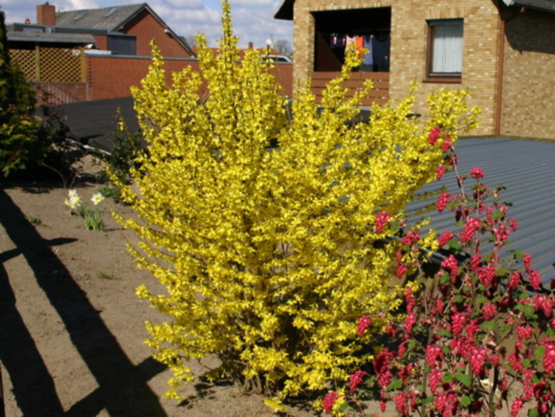 FORSYTHIA INT. MINIGOLD